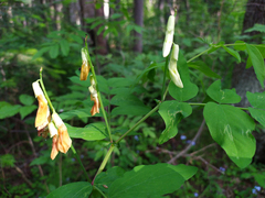 Lathyrus gmelinii