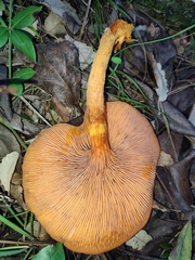 Omphalotus olearius