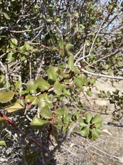 Rhamnus ilicifolia