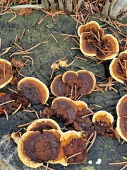 Gloeophyllum sepiarium