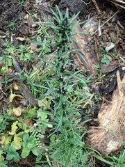 Omalotheca sylvatica