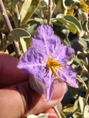 Solanum hindsianum