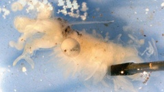 Eubranchipus stegosus