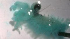 Eubranchipus stegosus