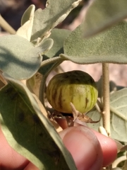 Solanum hindsianum