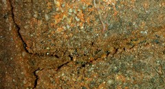 Tetramorium immigrans