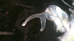 Eubranchipus stegosus