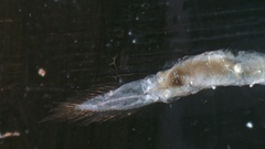 Eubranchipus stegosus