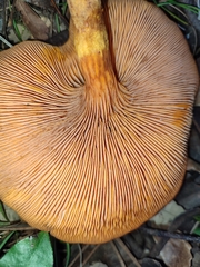 Omphalotus olearius