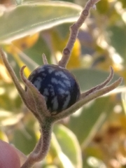 Solanum hindsianum