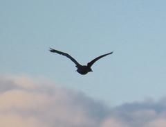 Phalacrocorax carbo