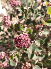 Euphorbia tomentulosa