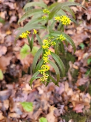 Solidago caesia