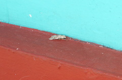 Halysidota donahuei