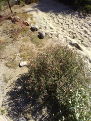 Euphorbia tomentulosa