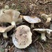 Tricholoma roseoacerbum - Photo (c) Alfredo Justo, some rights reserved (CC BY-NC), uploaded by Alfredo Justo