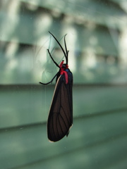 Ctenucha