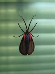 Ctenucha