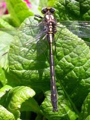 Phanogomphus borealis