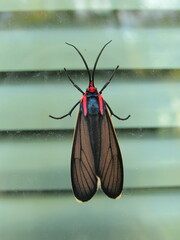 Ctenucha