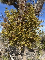 Phoradendron bolleanum