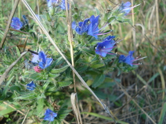 Echium vulgare