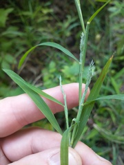 Muhlenbergia frondosa
