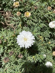 Argyranthemum