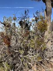 Phoradendron bolleanum