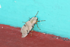 Halysidota donahuei