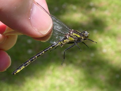 Phanogomphus borealis