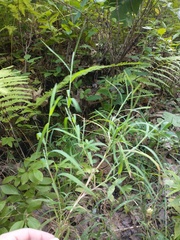 Muhlenbergia frondosa