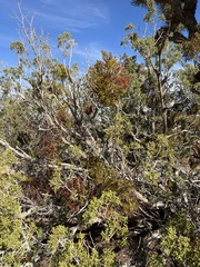 Phoradendron bolleanum