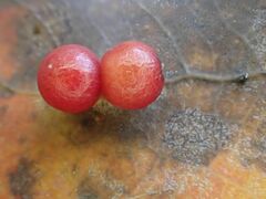 Harmandiola tremulae