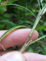 Muhlenbergia frondosa