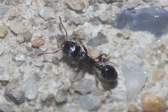 Tetramorium immigrans