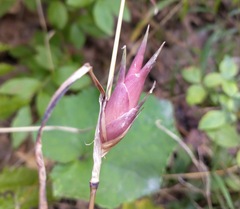 Muhlenbergia frondosa