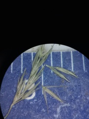 Muhlenbergia frondosa