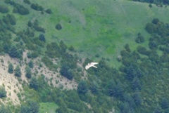 Gypaetus barbatus barbatus