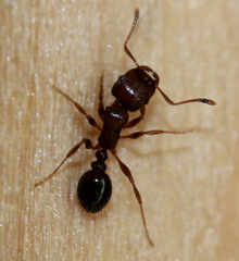 Tetramorium immigrans