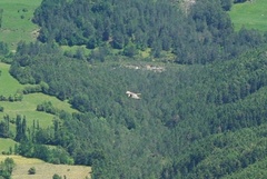 Gypaetus barbatus barbatus