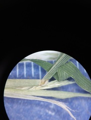 Muhlenbergia frondosa