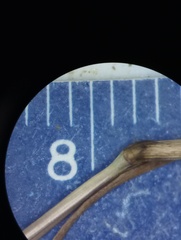 Muhlenbergia frondosa