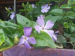 Vinca major