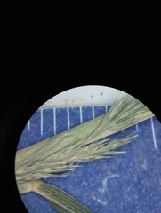 Muhlenbergia frondosa