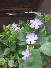 Vinca major