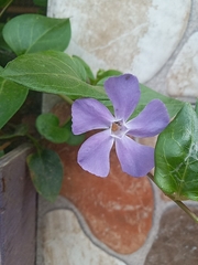Vinca major