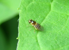 Thaumatomyia notata