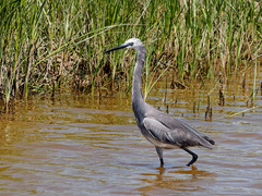 Egretta garzetta × gularis