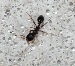 Tetramorium immigrans